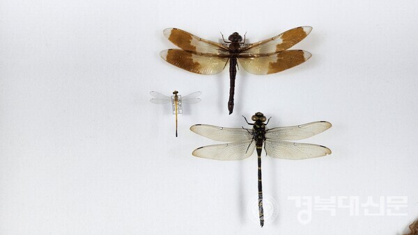 역사상 가장 뛰어난 날개를 지닌 존재, 잠자리 (1)