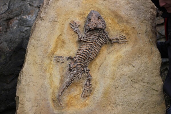 Revealing the Identities of Earth’s Earliest Animals